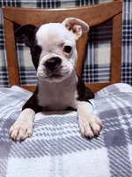 Whimsy, a female Boston Terrier for sale in Stockton, CA – 5 of 6
