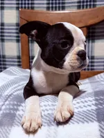 Whimsy, a female Boston Terrier for sale in Stockton, CA – 2 of 6