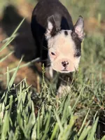 Bobby, a male Boston Terrier for sale in Stockton, CA – 4 of 7