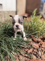 Indigo , a male Boston Terrier for sale in Stockton, CA – 1 of 3