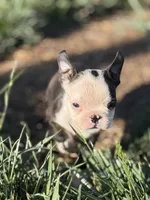 Bobby, a male Boston Terrier for sale in Stockton, CA – 3 of 7