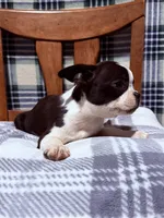 Prince, a male Boston Terrier for sale in Stockton, CA – 2 of 10