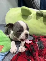 Indigo , a male Boston Terrier for sale in Stockton, CA – 2 of 4