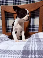 Prince, a male Boston Terrier for sale in Stockton, CA – 6 of 10
