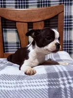 Prince, a male Boston Terrier for sale in Stockton, CA – 7 of 10