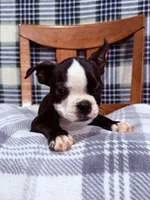 Bobo , a male Boston Terrier for sale in Stockton, CA – 5 of 9