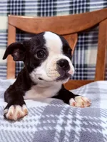 Bobo , a male Boston Terrier for sale in Stockton, CA – 7 of 9