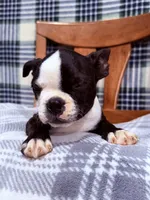 Bobo , a male Boston Terrier for sale in Stockton, CA – 4 of 9