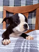 Bobo , a male Boston Terrier for sale in Stockton, CA – 3 of 9
