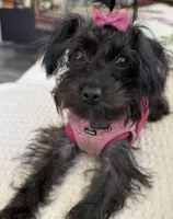 Princess, a female Yorkipoo for sale in Woodson Terrace, MO – Photo 1 of 2
