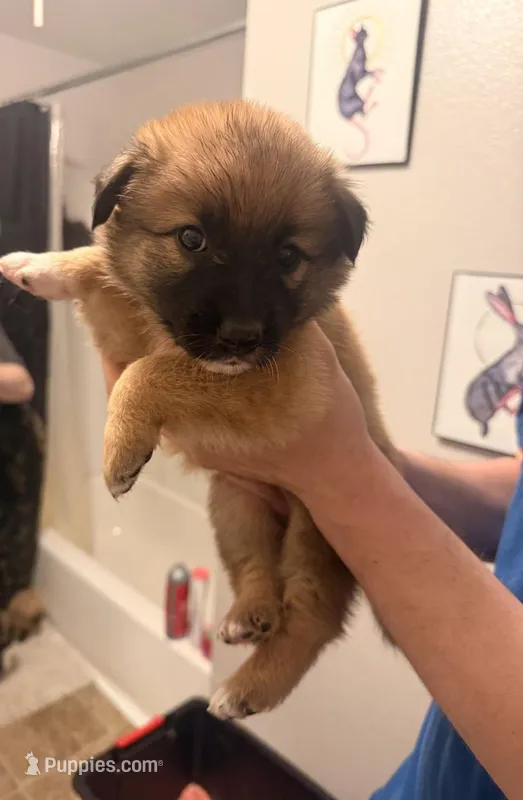 Teddy – Australian Shepherd, Border Collie puppy for sale in La Pine, OR