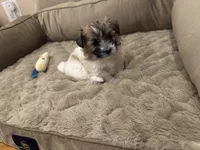 Lulu, a female Coton de Tulear for sale in Los Angeles, CA – Photo 7 of 8