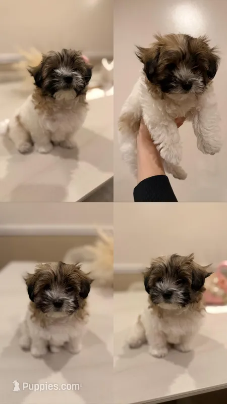 Lulu – Coton de Tulear puppy for sale in Los Angeles, CA