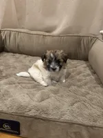 Lulu, a female Coton de Tulear for sale in Los Angeles, CA – Photo 8 of 8