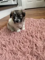 Lulu, a female Coton de Tulear for sale in Los Angeles, CA – Photo 4 of 8
