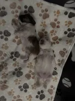 Lulu, a female Coton de Tulear for sale in Los Angeles, CA – Photo 6 of 8