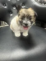 Lulu, a female Coton de Tulear for sale in Los Angeles, CA – Photo 5 of 8