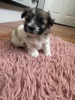 Lulu, a female Coton de Tulear for sale in Los Angeles, CA – Photo 3 of 8