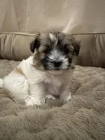 Lulu, a female Coton de Tulear for sale in Los Angeles, CA – Photo 2 of 8