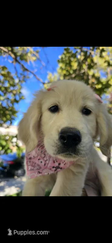 Pure Gold – English Cream Golden Retriever puppy for sale in Beaumont, CA