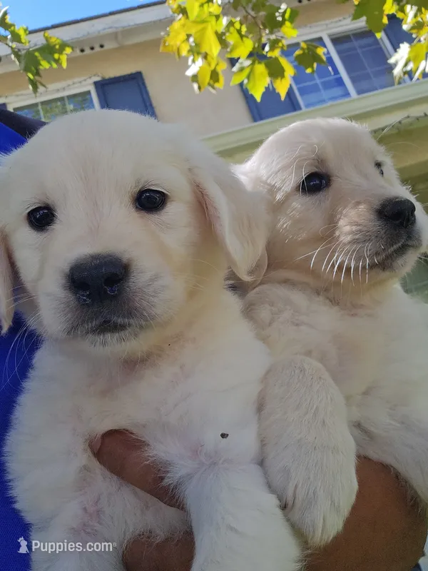 White Gold – English Cream Golden Retriever puppy for sale in Beaumont, CA