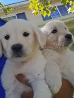 White Gold, a male English Cream Golden Retriever for sale in Beaumont, CA – 2 of 7
