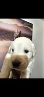 Pure Gold, a female English Cream Golden Retriever for sale in Beaumont, CA – 4 of 4