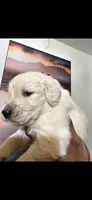 Pure Gold, a female English Cream Golden Retriever for sale in Beaumont, CA – 3 of 4