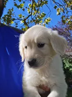 White Gold, a male English Cream Golden Retriever for sale in Beaumont, CA – 6 of 7