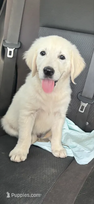 White Gold – English Cream Golden Retriever puppy for sale in Beaumont, CA