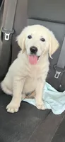 White Gold, a male English Cream Golden Retriever for sale in Beaumont, CA – 1 of 7
