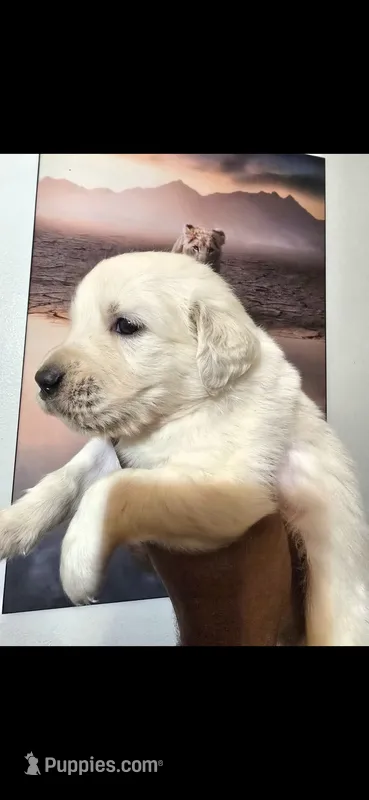 Pure Gold – English Cream Golden Retriever puppy for sale in Beaumont, CA