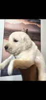 Pure Gold, a female English Cream Golden Retriever for sale in Beaumont, CA – 1 of 4