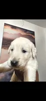 White Gold, a male English Cream Golden Retriever for sale in Beaumont, CA – 3 of 3