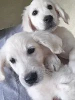 White Gold, a male English Cream Golden Retriever for sale in Beaumont, CA – 7 of 7