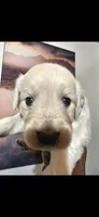 Pure Gold, a female English Cream Golden Retriever for sale in Beaumont, CA – 2 of 4