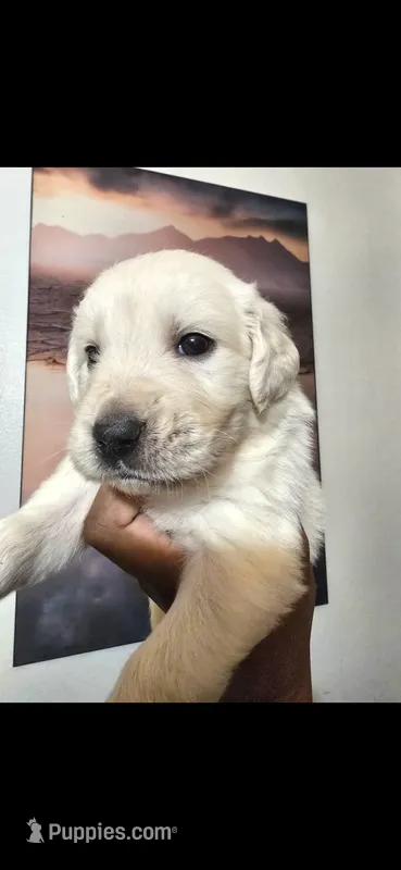 White Gold – English Cream Golden Retriever puppy for sale in Beaumont, CA