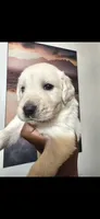White Gold, a male English Cream Golden Retriever for sale in Beaumont, CA – 1 of 3