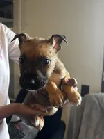 Brown Boy #8, a male German Shepherd Dog and American Pit Bull Terrier for sale in High Point, NC – Photo 1 of 4