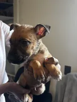 Brown Boy #8, a male German Shepherd Dog and American Pit Bull Terrier for sale in High Point, NC – Photo 2 of 4