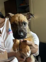 Brown Boy #8, a male German Shepherd Dog and American Pit Bull Terrier for sale in High Point, NC – Photo 3 of 4