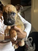 Brown Boy #8, a male German Shepherd Dog and American Pit Bull Terrier for sale in High Point, NC – Photo 4 of 4