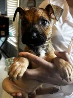 Brown Girl #5, a female German Shepherd Dog and American Pit Bull Terrier for sale in High Point, NC – Photo 3 of 3