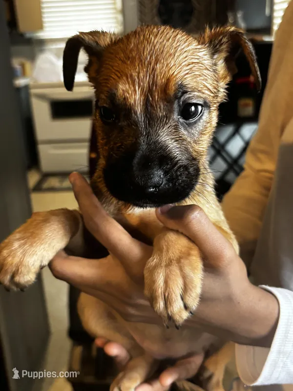 Brown Girl #5 – German Shepherd Dog, American Pit Bull Terrier puppy for sale in High Point, NC