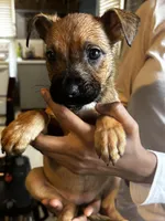 Brown Girl #5, a female German Shepherd Dog and American Pit Bull Terrier for sale in High Point, NC – Photo 2 of 3