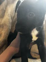 Black girl #1, a female German Shepherd Dog and American Pit Bull Terrier for sale in High Point, NC – Photo 1 of 2