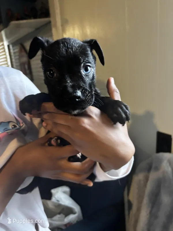 Blue eye #3 – German Shepherd Dog, American Pit Bull Terrier puppy for sale in High Point, NC