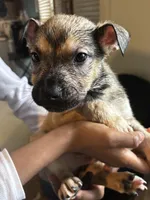Brown boy #4, a male German Shepherd Dog and American Pit Bull Terrier for sale in High Point, NC – Photo 2 of 2
