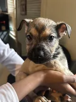 Brown boy #4, a male German Shepherd Dog and American Pit Bull Terrier for sale in High Point, NC – Photo 1 of 2