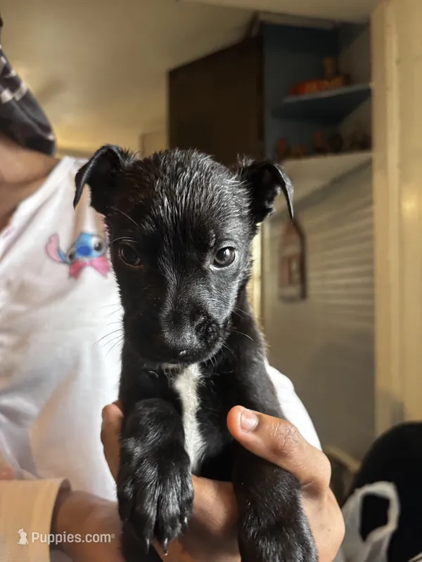 Black boy #7 – German Shepherd Dog, American Pit Bull Terrier puppy for sale in High Point, NC